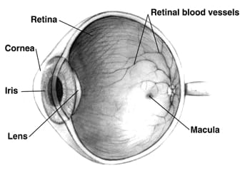 1774301262_retineye-macula retineye macula